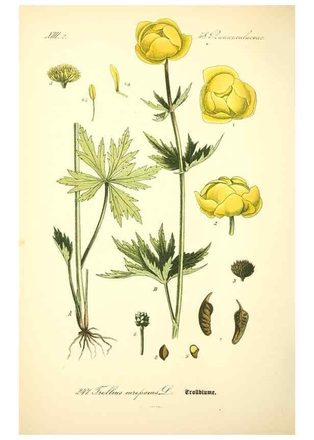 Reproducción/Reproduction 26529400793: Prof. Dr. Thomé's Flora von Deutschland, Österreich und der Schweiz, in Wort und Bild, für Schule und Haus ; mit ... Tafeln ... von Walter Müller.. Gera-Untermhaus :F.E. Köhler,1886-1934.