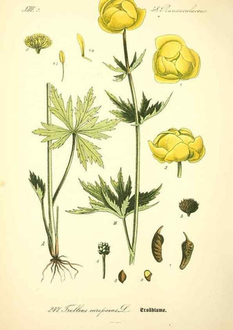 Reproducción/Reproduction 26529400793: Prof. Dr. Thomé's Flora von Deutschland, Österreich und der Schweiz, in Wort und Bild, für Schule und Haus ; mit ... Tafeln ... von Walter Müller.. Gera-Untermhaus :F.E. Köhler,1886-1934.