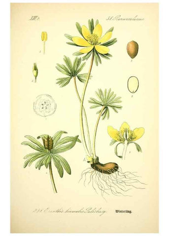 Reproducción/Reproduction 27038676612: Prof. Dr. Thomé's Flora von Deutschland, Österreich und der Schweiz, in Wort und Bild, für Schule und Haus ; mit ... Tafeln ... von Walter Müller.. Gera-Untermhaus :F.E. Köhler,1886-1934.
