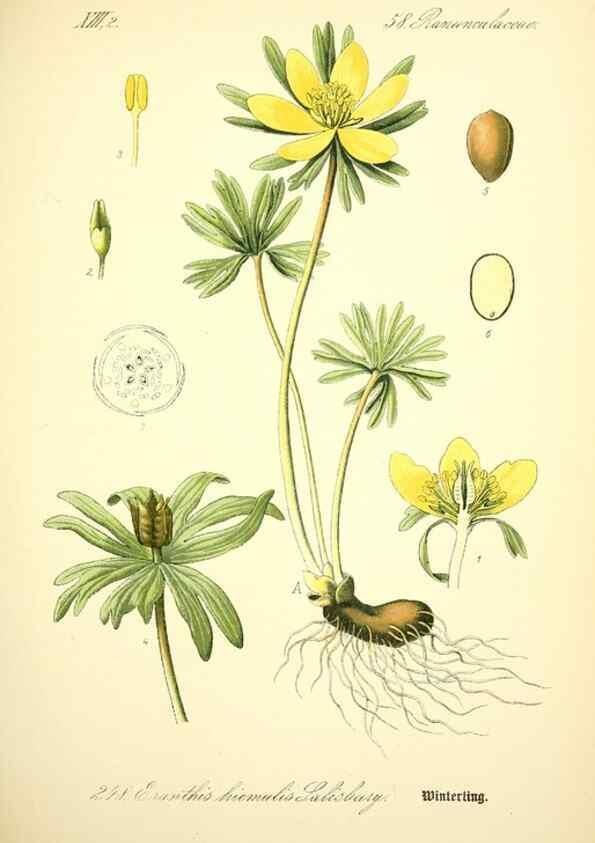 Reproducción/Reproduction 27038676612: Prof. Dr. Thomé's Flora von Deutschland, Österreich und der Schweiz, in Wort und Bild, für Schule und Haus ; mit ... Tafeln ... von Walter Müller.. Gera-Untermhaus :F.E. Köhler,1886-1934.