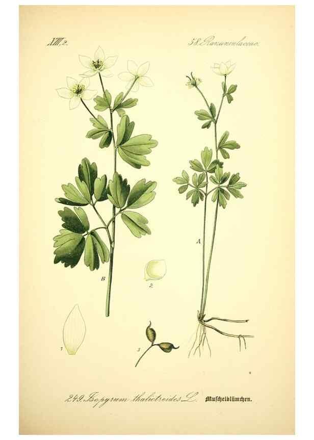 Reproducción/Reproduction 27038678852: Prof. Dr. Thomé's Flora von Deutschland, Österreich und der Schweiz, in Wort und Bild, für Schule und Haus ; mit ... Tafeln ... von Walter Müller.. Gera-Untermhaus :F.E. Köhler,1886-1934.
