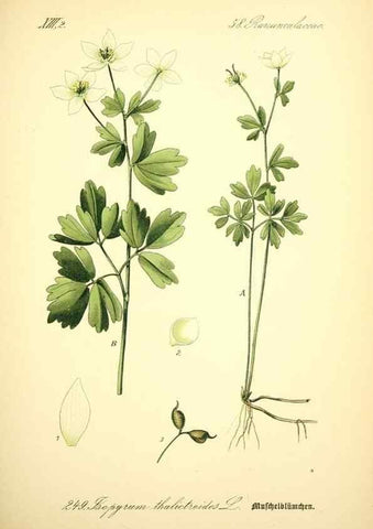 Reproducción/Reproduction 27038678852: Prof. Dr. Thomé's Flora von Deutschland, Österreich und der Schweiz, in Wort und Bild, für Schule und Haus ; mit ... Tafeln ... von Walter Müller.. Gera-Untermhaus :F.E. Köhler,1886-1934.