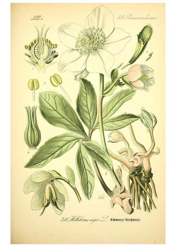 Reproducción/Reproduction 27038682982: Prof. Dr. Thomé's Flora von Deutschland, Österreich und der Schweiz, in Wort und Bild, für Schule und Haus ; mit ... Tafeln ... von Walter Müller.. Gera-Untermhaus :F.E. Köhler,1886-1934.