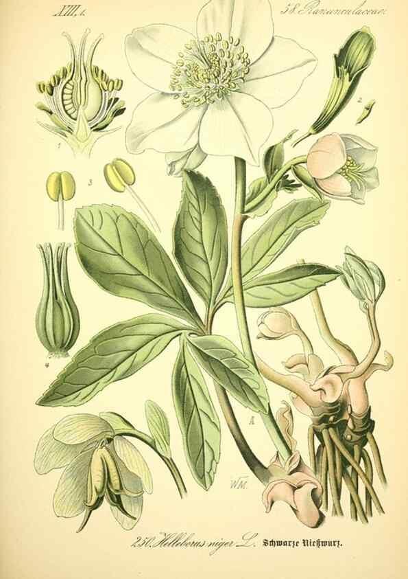 Reproducción/Reproduction 27038682982: Prof. Dr. Thomé's Flora von Deutschland, Österreich und der Schweiz, in Wort und Bild, für Schule und Haus ; mit ... Tafeln ... von Walter Müller.. Gera-Untermhaus :F.E. Köhler,1886-1934.