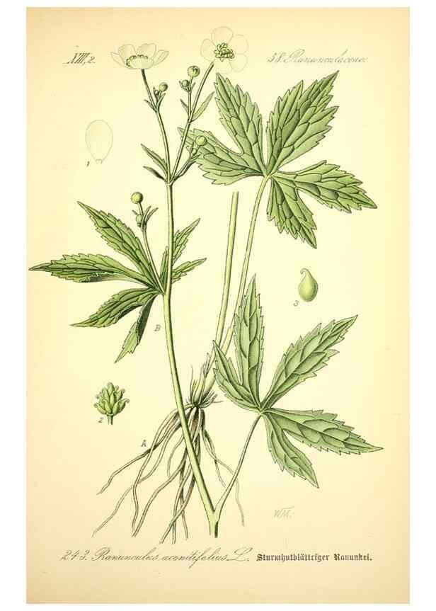 Reproducción/Reproduction 26527725024: Prof. Dr. Thomé's Flora von Deutschland, Österreich und der Schweiz, in Wort und Bild, für Schule und Haus ; mit ... Tafeln ... von Walter Müller.. Gera-Untermhaus :F.E. Köhler,1886-1934.