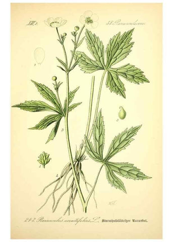 Reproducción/Reproduction 26527725024: Prof. Dr. Thomé's Flora von Deutschland, Österreich und der Schweiz, in Wort und Bild, für Schule und Haus ; mit ... Tafeln ... von Walter Müller.. Gera-Untermhaus :F.E. Köhler,1886-1934.