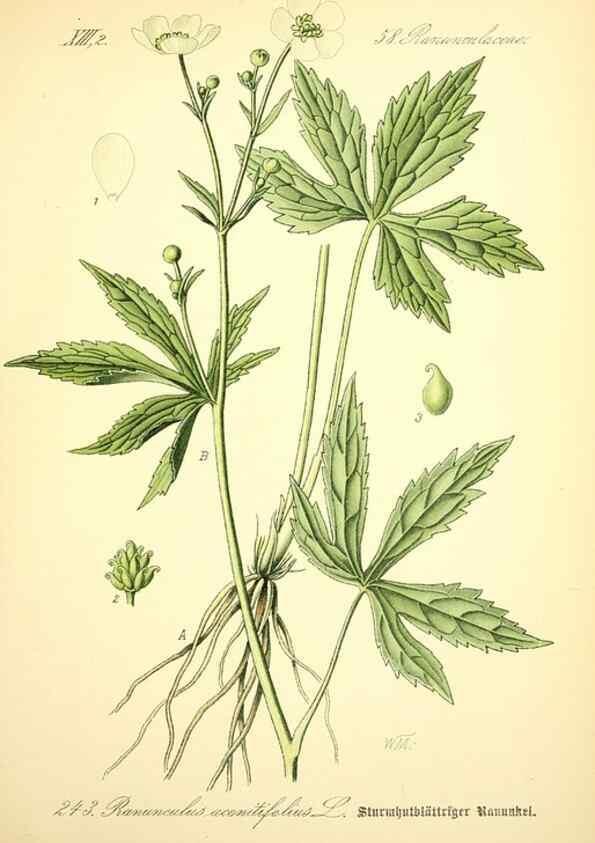 Reproducción/Reproduction 26527725024: Prof. Dr. Thomé's Flora von Deutschland, Österreich und der Schweiz, in Wort und Bild, für Schule und Haus ; mit ... Tafeln ... von Walter Müller.. Gera-Untermhaus :F.E. Köhler,1886-1934.