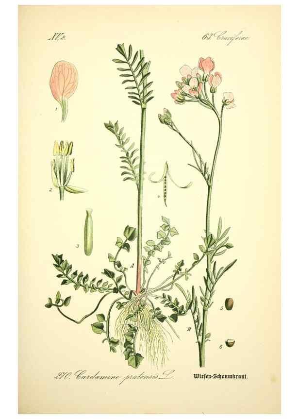 Reproducción/Reproduction 27065111871: Prof. Dr. Thomé's Flora von Deutschland, Österreich und der Schweiz, in Wort und Bild, für Schule und Haus ; mit ... Tafeln ... von Walter Müller.. Gera-Untermhaus :F.E. Köhler,1886-1934.