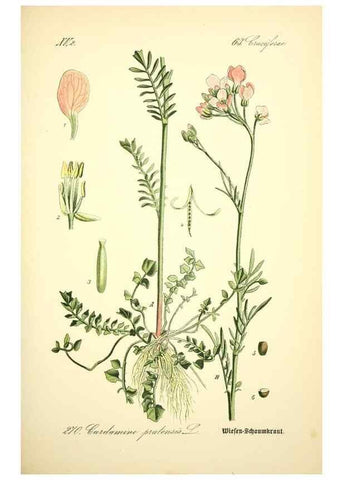 Reproducción/Reproduction 27065111871: Prof. Dr. Thomé's Flora von Deutschland, Österreich und der Schweiz, in Wort und Bild, für Schule und Haus ; mit ... Tafeln ... von Walter Müller.. Gera-Untermhaus :F.E. Köhler,1886-1934.