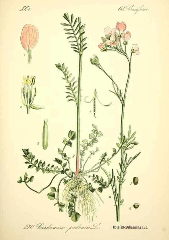 Reproducción/Reproduction 27065111871: Prof. Dr. Thomé's Flora von Deutschland, Österreich und der Schweiz, in Wort und Bild, für Schule und Haus ; mit ... Tafeln ... von Walter Müller.. Gera-Untermhaus :F.E. Köhler,1886-1934.