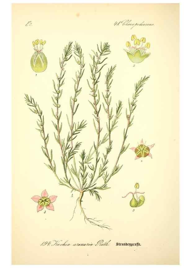 Reproducción/Reproduction 27064872231: Prof. Dr. Thomé's Flora von Deutschland, Österreich und der Schweiz, in Wort und Bild, für Schule und Haus ; mit ... Tafeln ... von Walter Müller.. Gera-Untermhaus :F.E. Köhler,1886-1934.