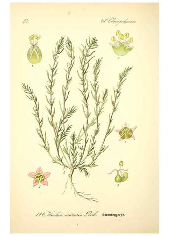 Reproducción/Reproduction 27064872231: Prof. Dr. Thomé's Flora von Deutschland, Österreich und der Schweiz, in Wort und Bild, für Schule und Haus ; mit ... Tafeln ... von Walter Müller.. Gera-Untermhaus :F.E. Köhler,1886-1934.