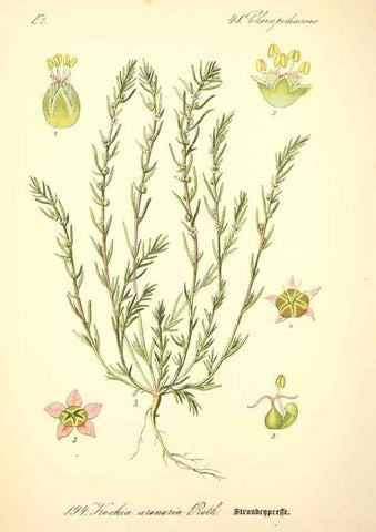 Reproducción/Reproduction 27064872231: Prof. Dr. Thomé's Flora von Deutschland, Österreich und der Schweiz, in Wort und Bild, für Schule und Haus ; mit ... Tafeln ... von Walter Müller.. Gera-Untermhaus :F.E. Köhler,1886-1934.