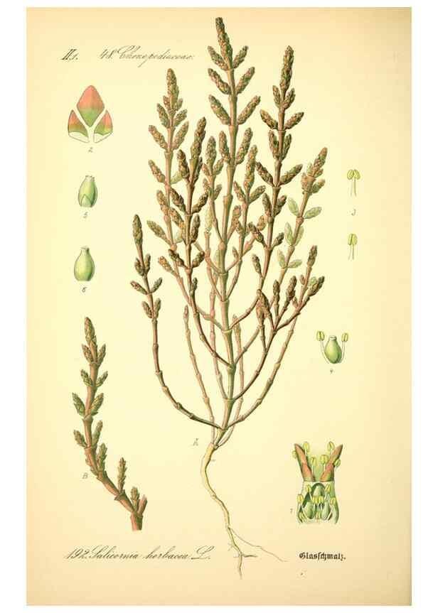 Reproducción/Reproduction 26527518604: Prof. Dr. Thomé's Flora von Deutschland, Österreich und der Schweiz, in Wort und Bild, für Schule und Haus ; mit ... Tafeln ... von Walter Müller.. Gera-Untermhaus :F.E. Köhler,1886-1934.