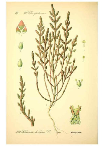 Reproducción/Reproduction 26527518604: Prof. Dr. Thomé's Flora von Deutschland, Österreich und der Schweiz, in Wort und Bild, für Schule und Haus ; mit ... Tafeln ... von Walter Müller.. Gera-Untermhaus :F.E. Köhler,1886-1934.