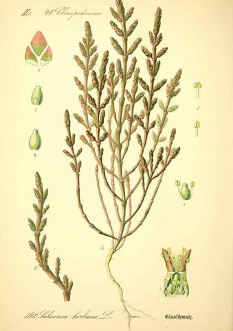 Reproducción/Reproduction 26527518604: Prof. Dr. Thomé's Flora von Deutschland, Österreich und der Schweiz, in Wort und Bild, für Schule und Haus ; mit ... Tafeln ... von Walter Müller.. Gera-Untermhaus :F.E. Köhler,1886-1934.