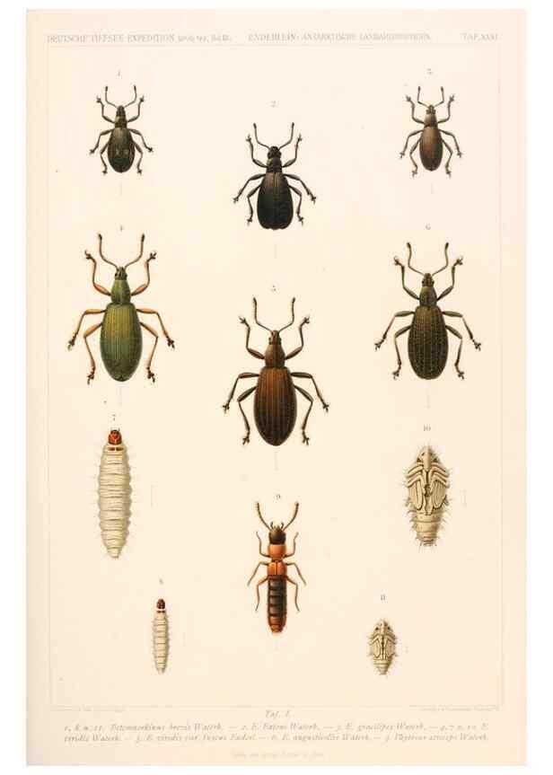 Reproducción/Reproduction 25533934590: Wissenschaftliche Ergebnisse der Deutschen Tiefsee-Expedition auf dem Dampfer ""Valdivia"" 1898-1899.. Jena,G. Fischer,1902-40.