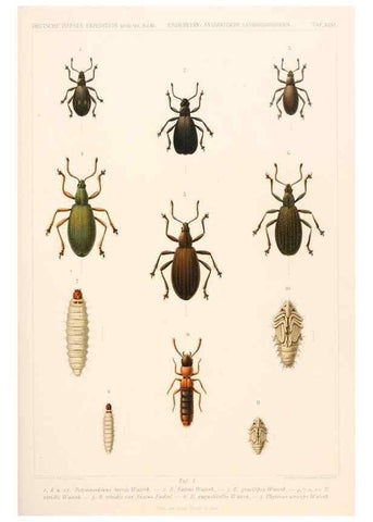 Reproducción/Reproduction 25533934590: Wissenschaftliche Ergebnisse der Deutschen Tiefsee-Expedition auf dem Dampfer ""Valdivia"" 1898-1899.. Jena,G. Fischer,1902-40.
