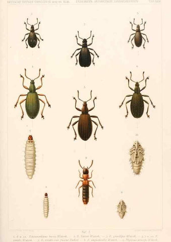 Reproducción/Reproduction 25533934590: Wissenschaftliche Ergebnisse der Deutschen Tiefsee-Expedition auf dem Dampfer ""Valdivia"" 1898-1899.. Jena,G. Fischer,1902-40.