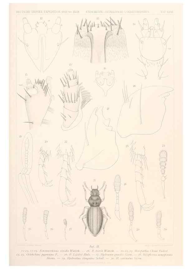 Reproducción/Reproduction 25208032003: Wissenschaftliche Ergebnisse der Deutschen Tiefsee-Expedition auf dem Dampfer ""Valdivia"" 1898-1899.. Jena,G. Fischer,1902-40.