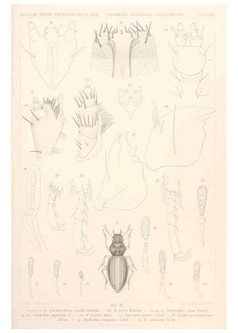 Reproducción/Reproduction 25208032003: Wissenschaftliche Ergebnisse der Deutschen Tiefsee-Expedition auf dem Dampfer ""Valdivia"" 1898-1899.. Jena,G. Fischer,1902-40.