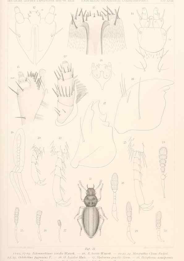 Reproducción/Reproduction 25208032003: Wissenschaftliche Ergebnisse der Deutschen Tiefsee-Expedition auf dem Dampfer ""Valdivia"" 1898-1899.. Jena,G. Fischer,1902-40.