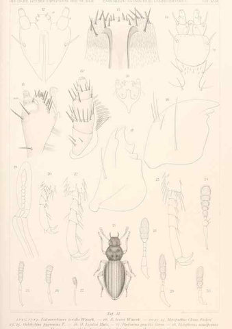Reproducción/Reproduction 25208032003: Wissenschaftliche Ergebnisse der Deutschen Tiefsee-Expedition auf dem Dampfer ""Valdivia"" 1898-1899.. Jena,G. Fischer,1902-40.