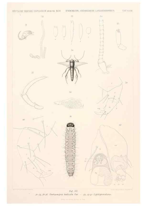 Reproducción/Reproduction 25533941650: Wissenschaftliche Ergebnisse der Deutschen Tiefsee-Expedition auf dem Dampfer ""Valdivia"" 1898-1899.. Jena,G. Fischer,1902-40.