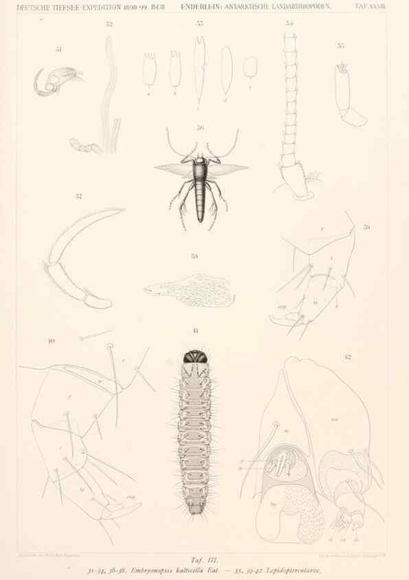 Reproducción/Reproduction 25533941650: Wissenschaftliche Ergebnisse der Deutschen Tiefsee-Expedition auf dem Dampfer ""Valdivia"" 1898-1899.. Jena,G. Fischer,1902-40.