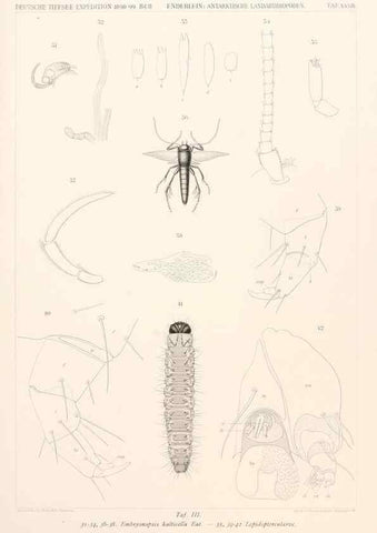 Reproducción/Reproduction 25533941650: Wissenschaftliche Ergebnisse der Deutschen Tiefsee-Expedition auf dem Dampfer ""Valdivia"" 1898-1899.. Jena,G. Fischer,1902-40.