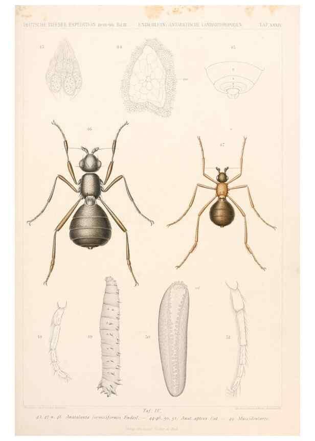 Reproducción/Reproduction 25204125464: Wissenschaftliche Ergebnisse der Deutschen Tiefsee-Expedition auf dem Dampfer ""Valdivia"" 1898-1899.. Jena,G. Fischer,1902-40.