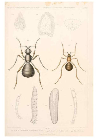 Reproducción/Reproduction 25204125464: Wissenschaftliche Ergebnisse der Deutschen Tiefsee-Expedition auf dem Dampfer ""Valdivia"" 1898-1899.. Jena,G. Fischer,1902-40.