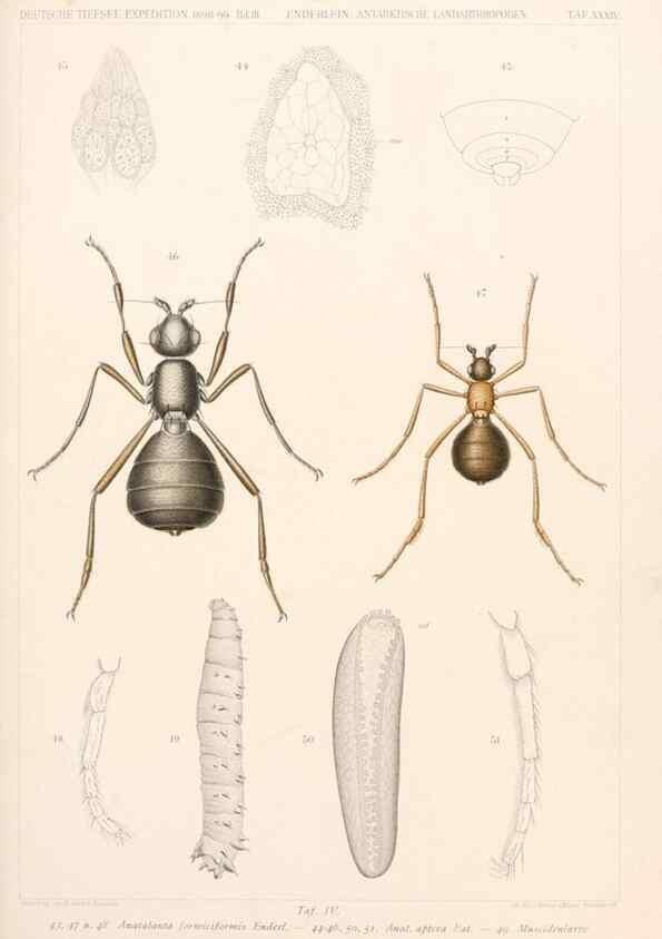 Reproducción/Reproduction 25204125464: Wissenschaftliche Ergebnisse der Deutschen Tiefsee-Expedition auf dem Dampfer ""Valdivia"" 1898-1899.. Jena,G. Fischer,1902-40.