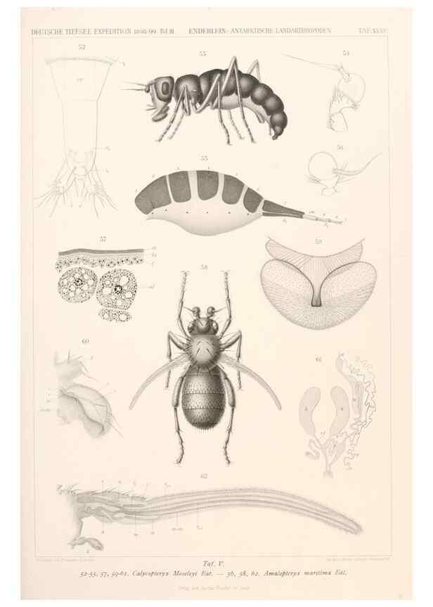 Reproducción/Reproduction 25208044403: Wissenschaftliche Ergebnisse der Deutschen Tiefsee-Expedition auf dem Dampfer ""Valdivia"" 1898-1899.. Jena,G. Fischer,1902-40.