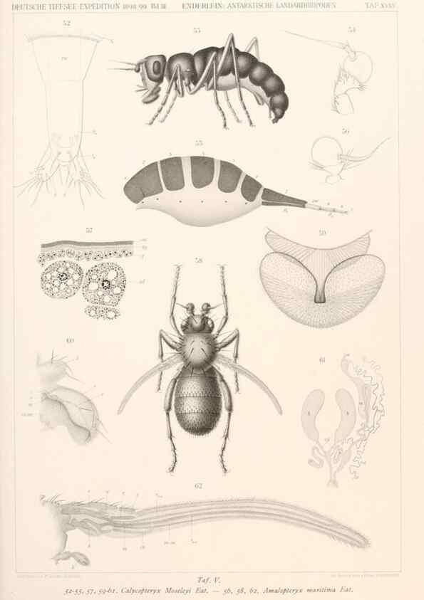 Reproducción/Reproduction 25208044403: Wissenschaftliche Ergebnisse der Deutschen Tiefsee-Expedition auf dem Dampfer ""Valdivia"" 1898-1899.. Jena,G. Fischer,1902-40.