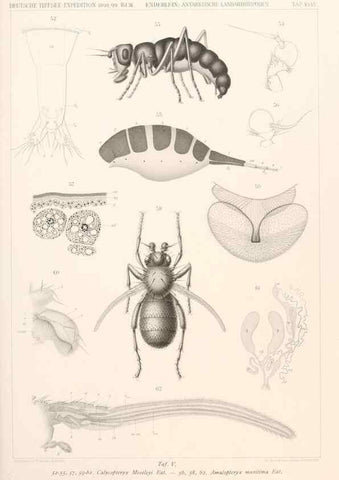 Reproducción/Reproduction 25208044403: Wissenschaftliche Ergebnisse der Deutschen Tiefsee-Expedition auf dem Dampfer ""Valdivia"" 1898-1899.. Jena,G. Fischer,1902-40.