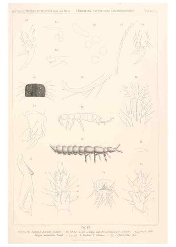 Reproducción/Reproduction 25834646605: Wissenschaftliche Ergebnisse der Deutschen Tiefsee-Expedition auf dem Dampfer ""Valdivia"" 1898-1899.. Jena,G. Fischer,1902-40.