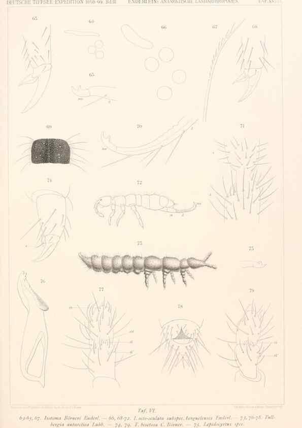 Reproducción/Reproduction 25834646605: Wissenschaftliche Ergebnisse der Deutschen Tiefsee-Expedition auf dem Dampfer ""Valdivia"" 1898-1899.. Jena,G. Fischer,1902-40.