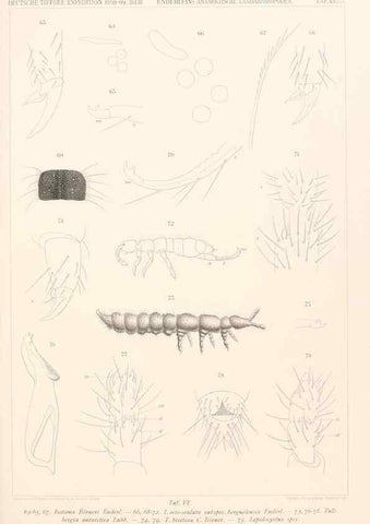 Reproducción/Reproduction 25834646605: Wissenschaftliche Ergebnisse der Deutschen Tiefsee-Expedition auf dem Dampfer ""Valdivia"" 1898-1899.. Jena,G. Fischer,1902-40.