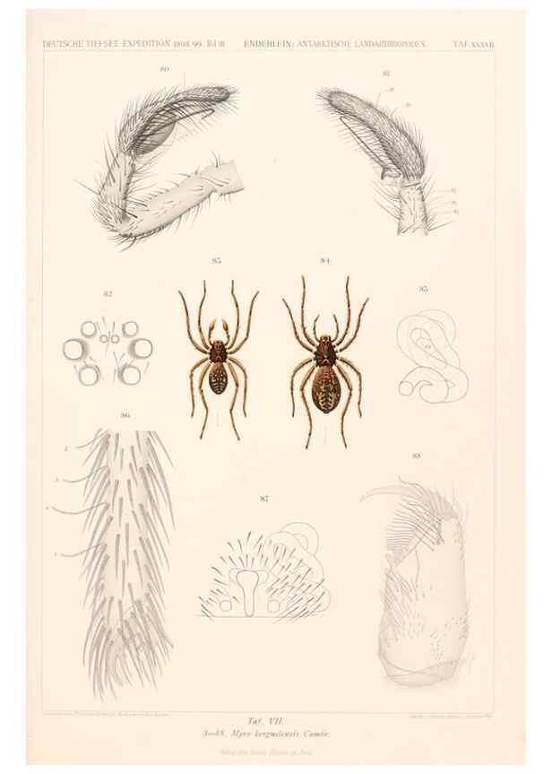 Reproducción/Reproduction 25533956790: Wissenschaftliche Ergebnisse der Deutschen Tiefsee-Expedition auf dem Dampfer ""Valdivia"" 1898-1899.. Jena,G. Fischer,1902-40.