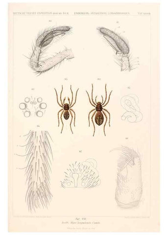 Reproducción/Reproduction 25533956790: Wissenschaftliche Ergebnisse der Deutschen Tiefsee-Expedition auf dem Dampfer ""Valdivia"" 1898-1899.. Jena,G. Fischer,1902-40.