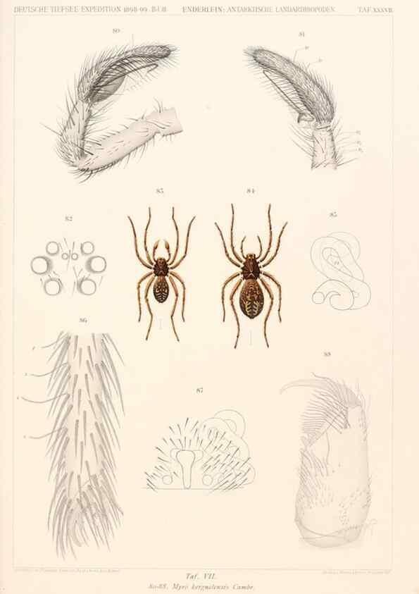 Reproducción/Reproduction 25533956790: Wissenschaftliche Ergebnisse der Deutschen Tiefsee-Expedition auf dem Dampfer ""Valdivia"" 1898-1899.. Jena,G. Fischer,1902-40.