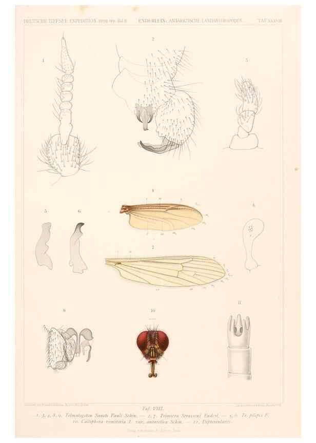 Reproducción/Reproduction 25739548161: Wissenschaftliche Ergebnisse der Deutschen Tiefsee-Expedition auf dem Dampfer ""Valdivia"" 1898-1899.. Jena,G. Fischer,1902-40.