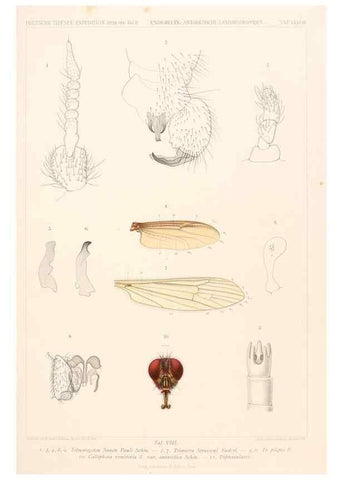 Reproducción/Reproduction 25739548161: Wissenschaftliche Ergebnisse der Deutschen Tiefsee-Expedition auf dem Dampfer ""Valdivia"" 1898-1899.. Jena,G. Fischer,1902-40.