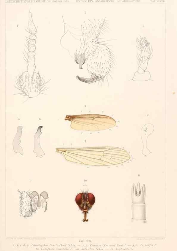 Reproducción/Reproduction 25739548161: Wissenschaftliche Ergebnisse der Deutschen Tiefsee-Expedition auf dem Dampfer ""Valdivia"" 1898-1899.. Jena,G. Fischer,1902-40.