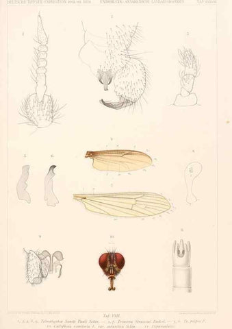 Reproducción/Reproduction 25739548161: Wissenschaftliche Ergebnisse der Deutschen Tiefsee-Expedition auf dem Dampfer ""Valdivia"" 1898-1899.. Jena,G. Fischer,1902-40.