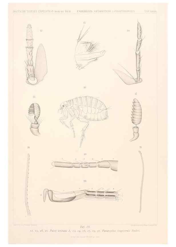 Reproducción/Reproduction 25808591556: Wissenschaftliche Ergebnisse der Deutschen Tiefsee-Expedition auf dem Dampfer ""Valdivia"" 1898-1899.. Jena,G. Fischer,1902-40.