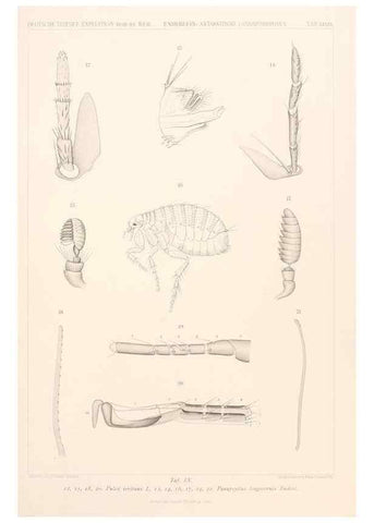 Reproducción/Reproduction 25808591556: Wissenschaftliche Ergebnisse der Deutschen Tiefsee-Expedition auf dem Dampfer ""Valdivia"" 1898-1899.. Jena,G. Fischer,1902-40.