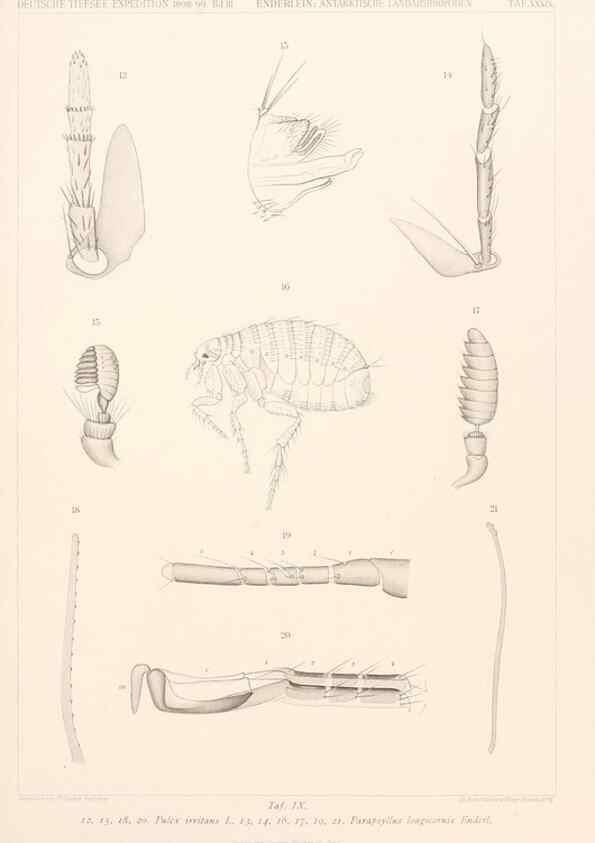 Reproducción/Reproduction 25808591556: Wissenschaftliche Ergebnisse der Deutschen Tiefsee-Expedition auf dem Dampfer ""Valdivia"" 1898-1899.. Jena,G. Fischer,1902-40.
