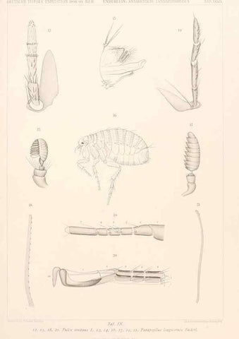 Reproducción/Reproduction 25808591556: Wissenschaftliche Ergebnisse der Deutschen Tiefsee-Expedition auf dem Dampfer ""Valdivia"" 1898-1899.. Jena,G. Fischer,1902-40.